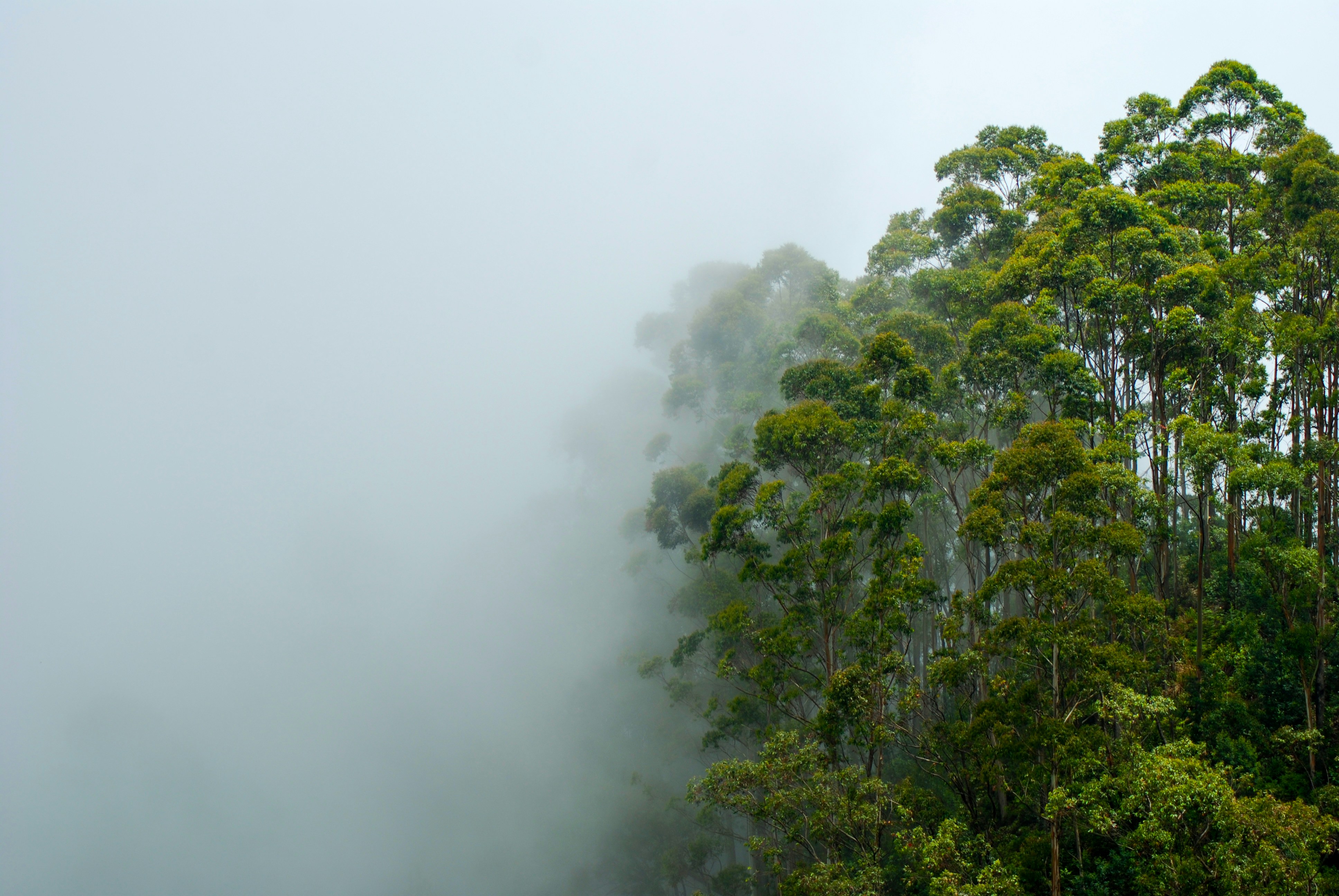 Nuwara Eliya Sri Lanka misty morning over tea fields and mountains