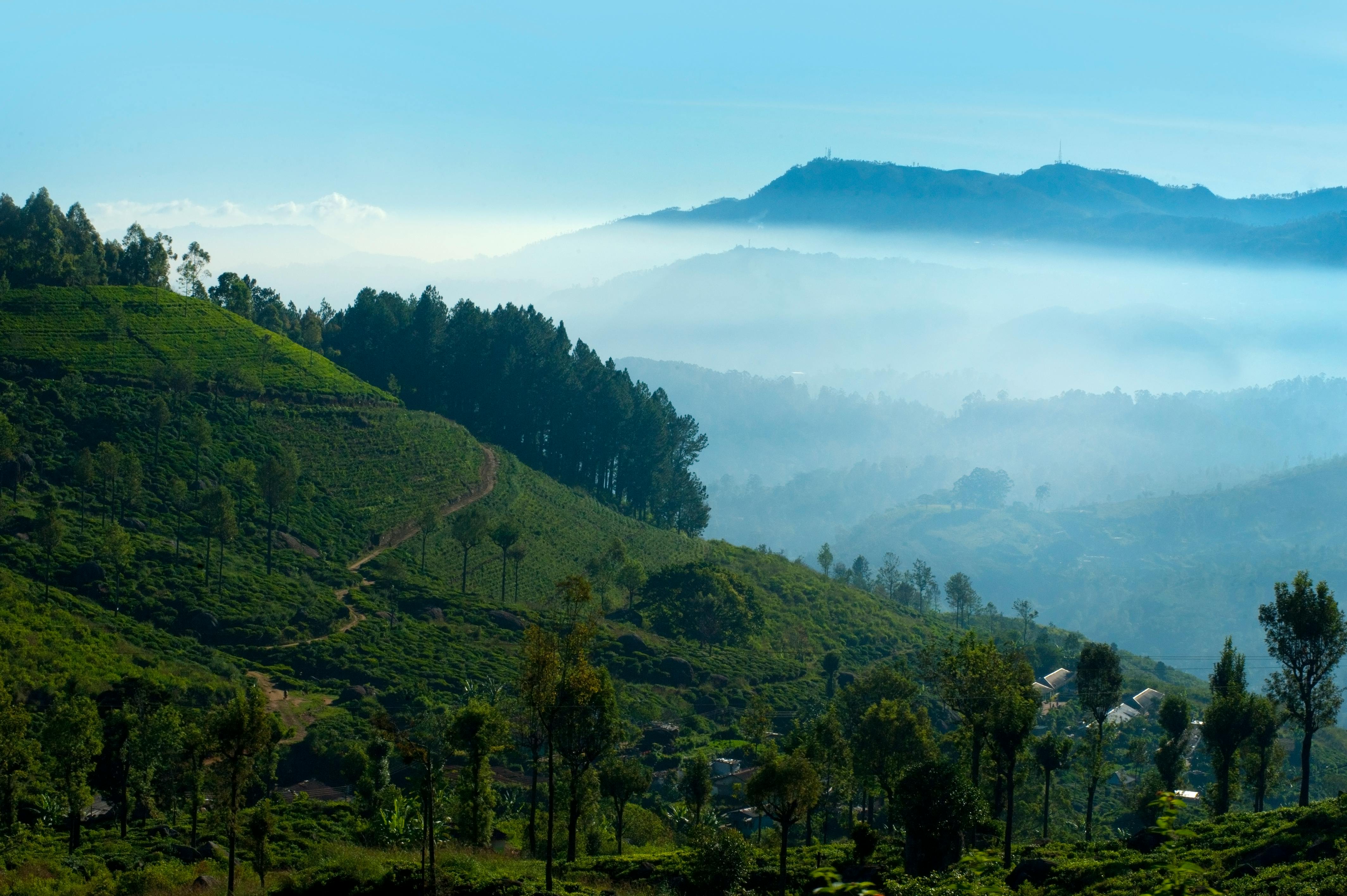 Nuwara Eliya Sri Lanka landscape showing tea plantations and rolling hills