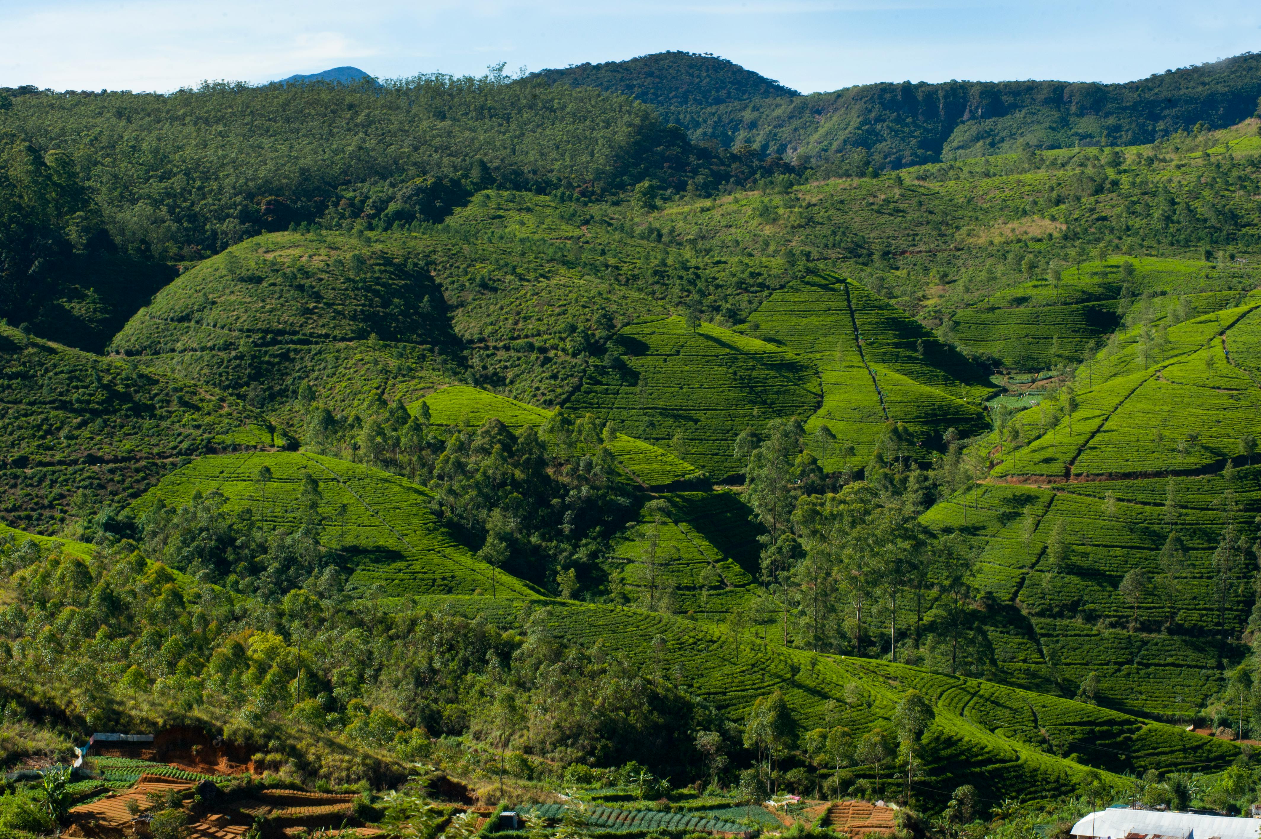 Nuwara Eliya Sri Lanka Teafields with scenic mountain backdrop