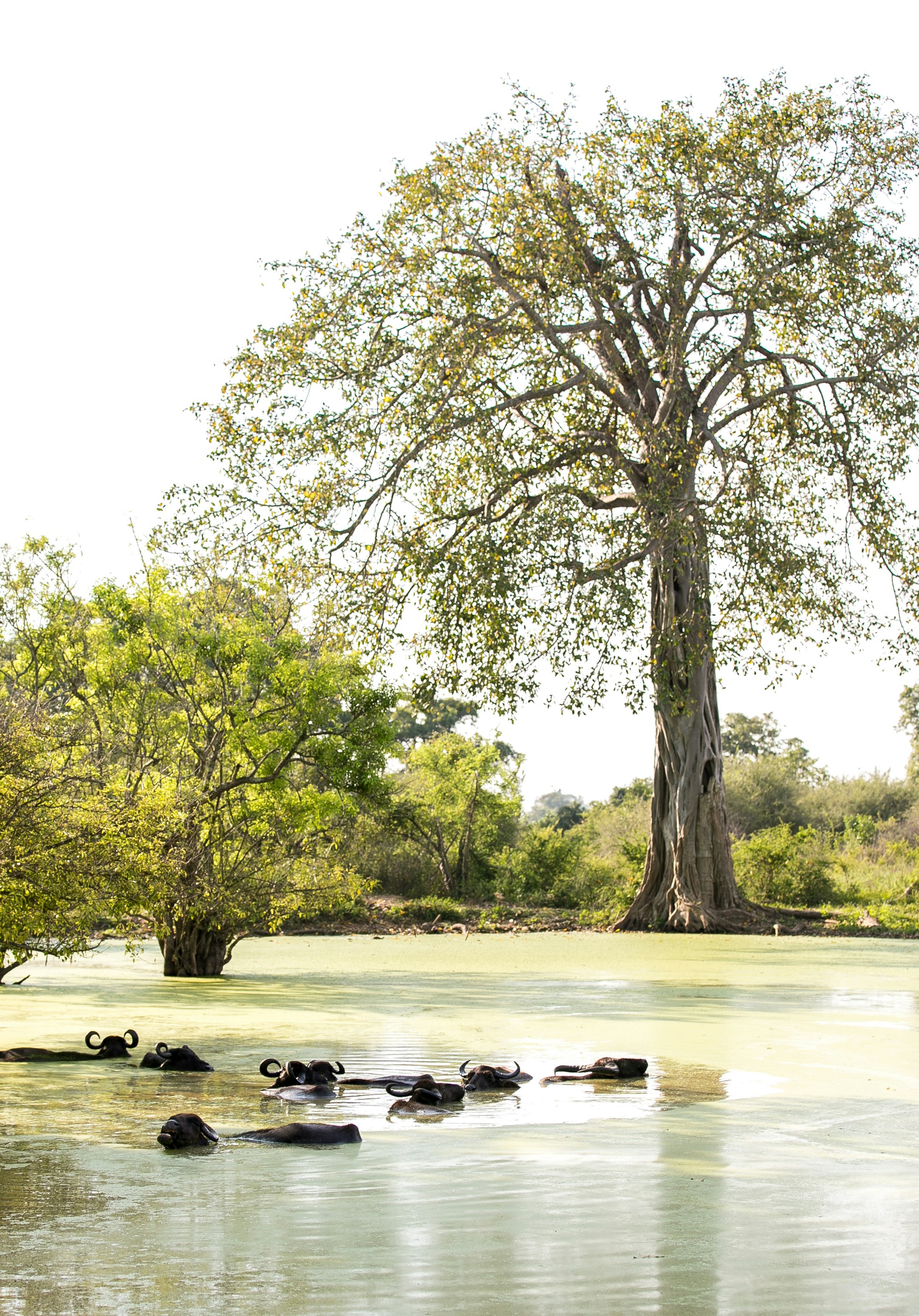 Safari im Udawalawe Nationalpark – Ein Spannendes Abenteuer in Sri Lanka
