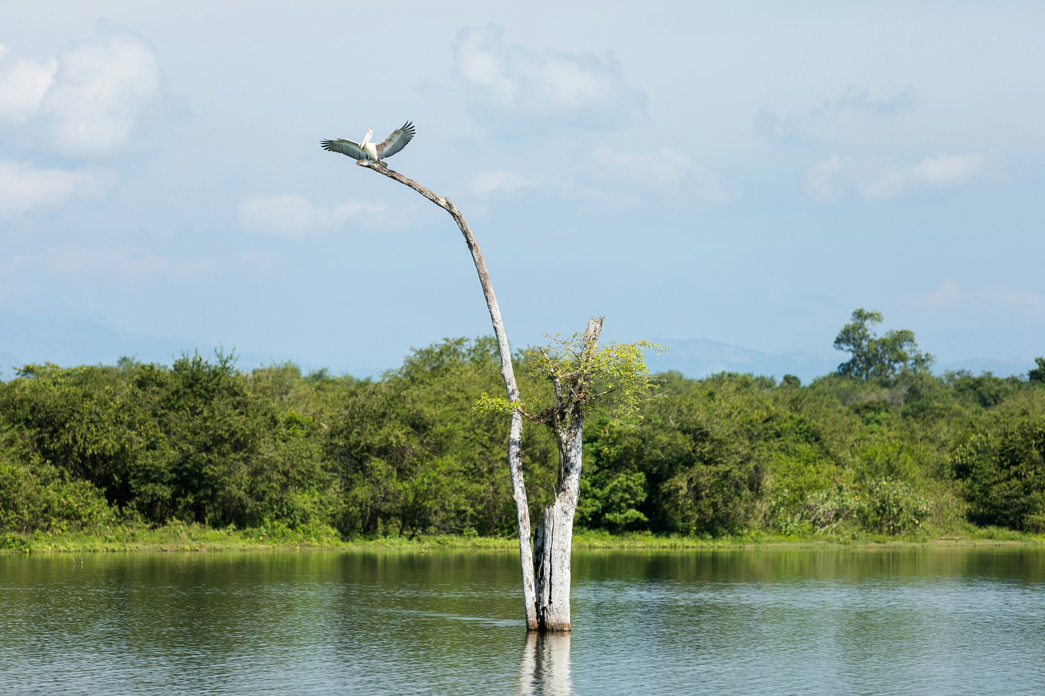 Elefant im Udawalawe Nationalpark, Sri Lanka – Ein Majestätisches Wildtiererlebnis