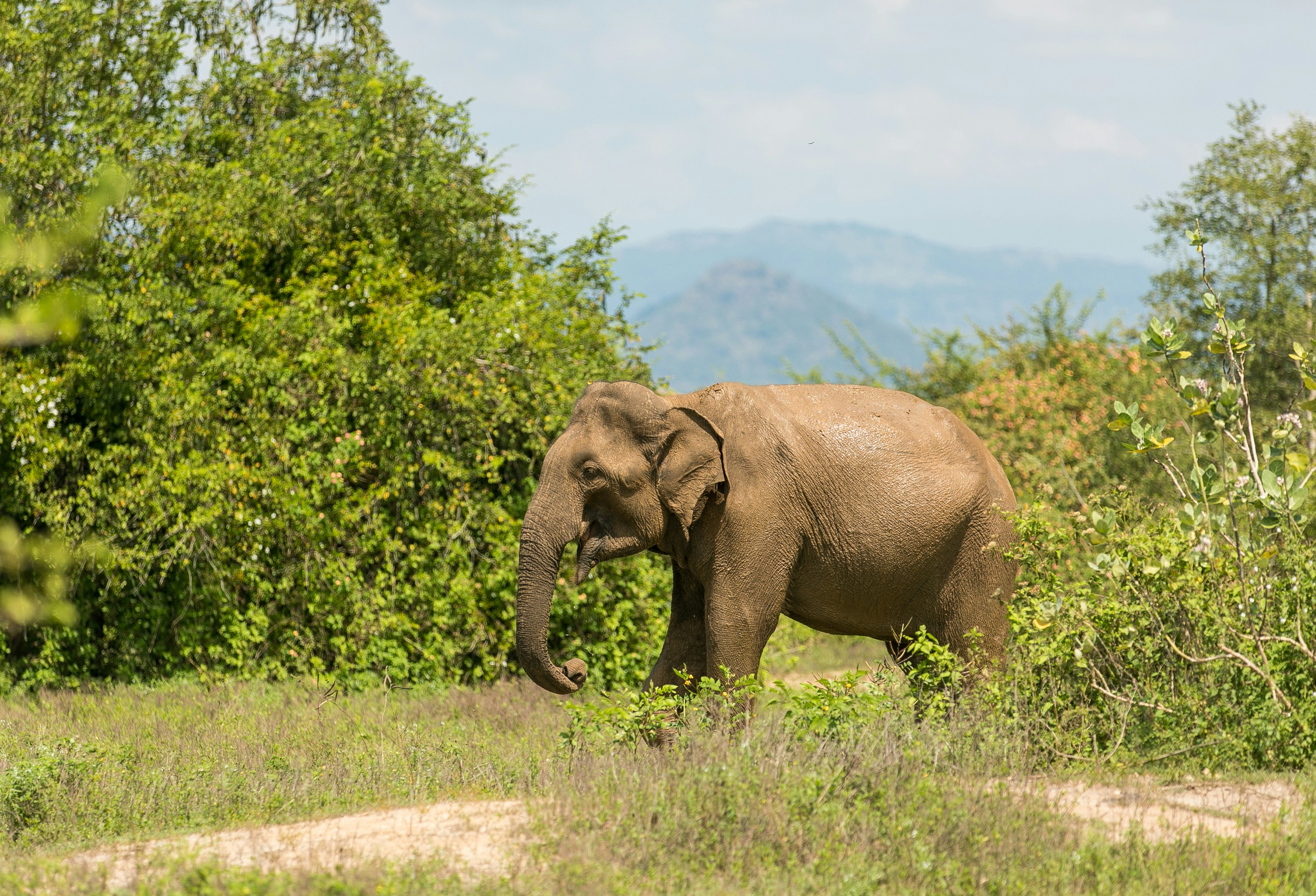 Leopard spotted in Yala National Park Sri Lanka during safari