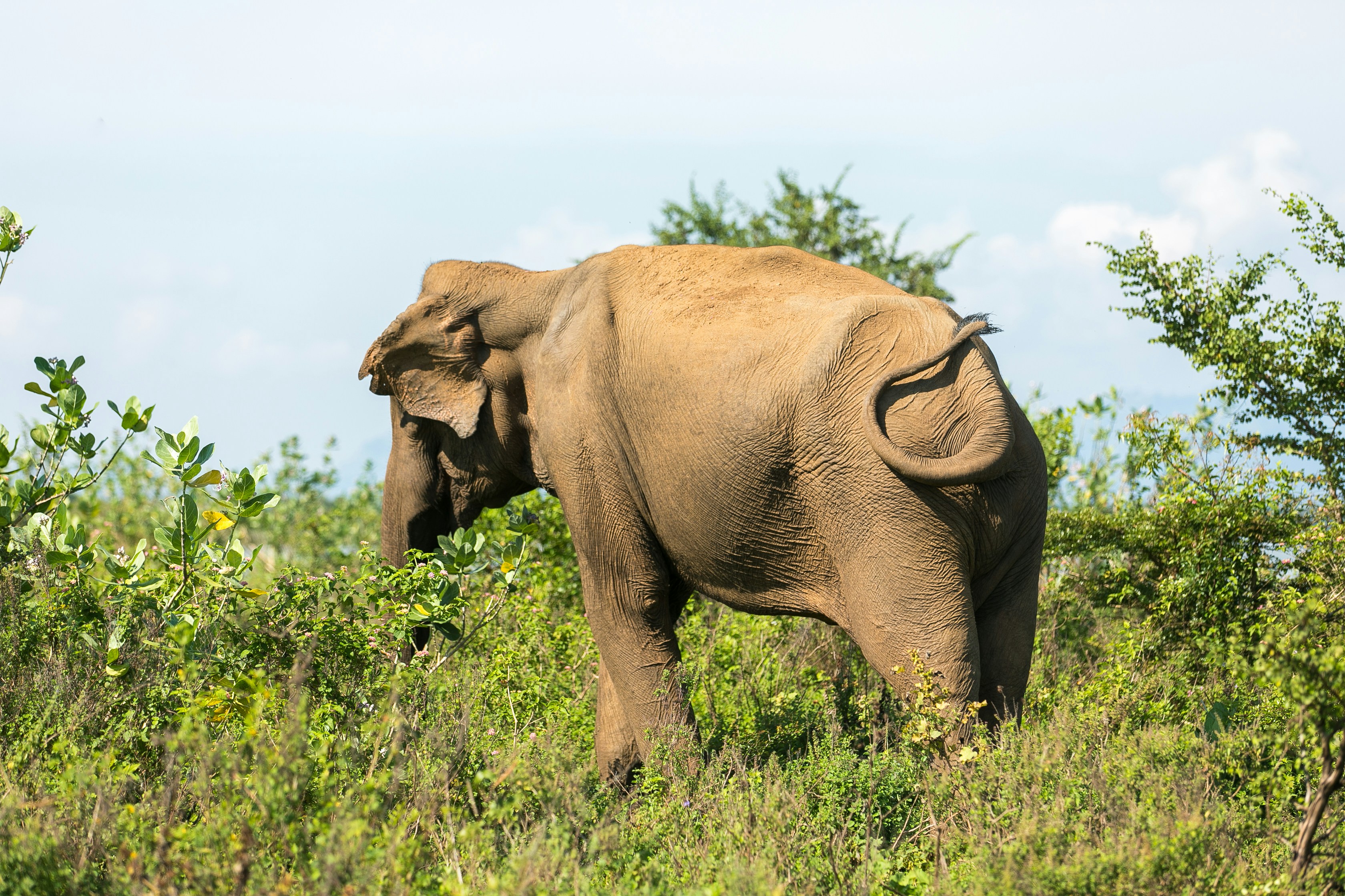 Schöne Landschaften im Udawalawe Nationalpark, Sri Lanka