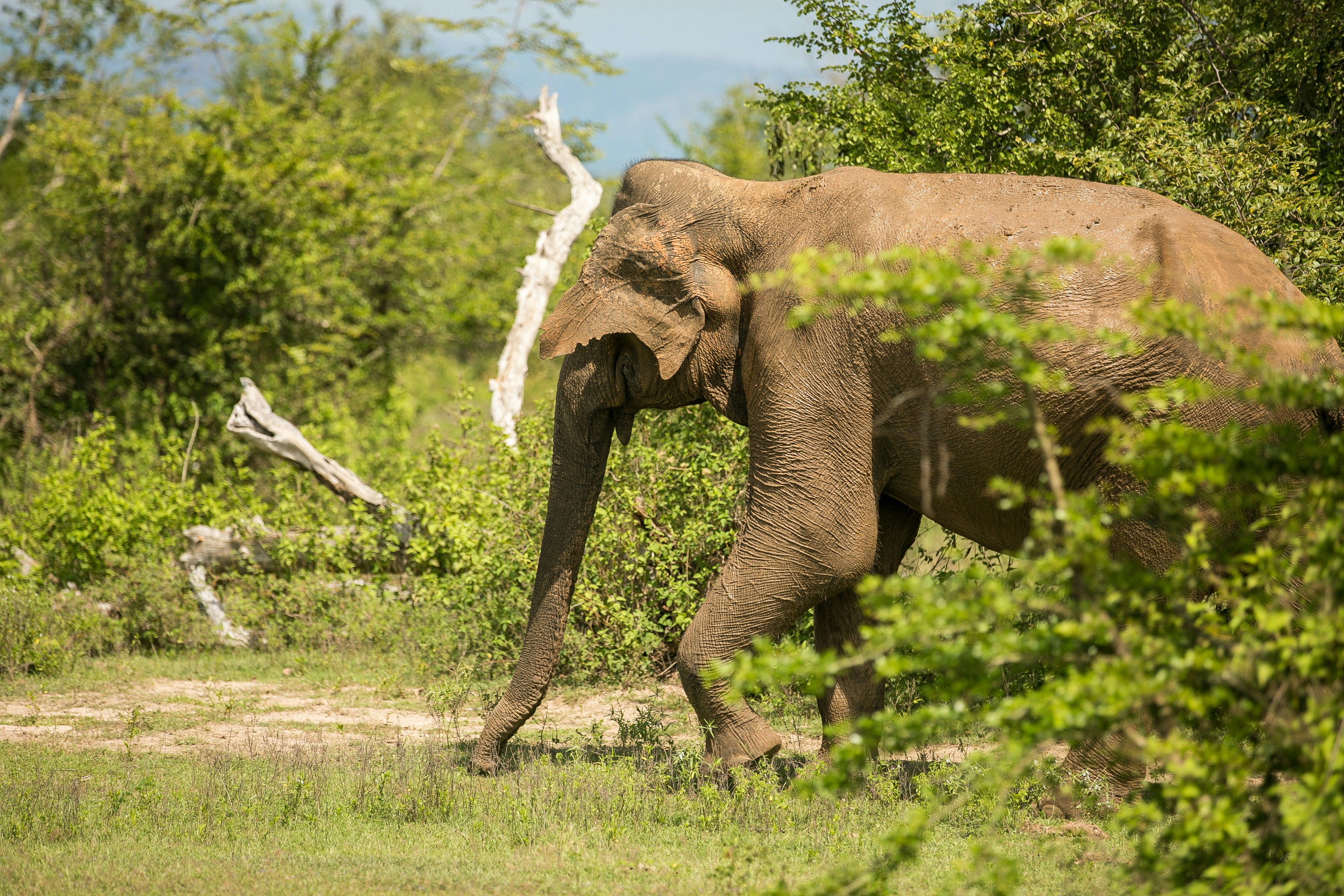 Wilde Elefanten im Udawalawe Nationalpark, Sri Lanka