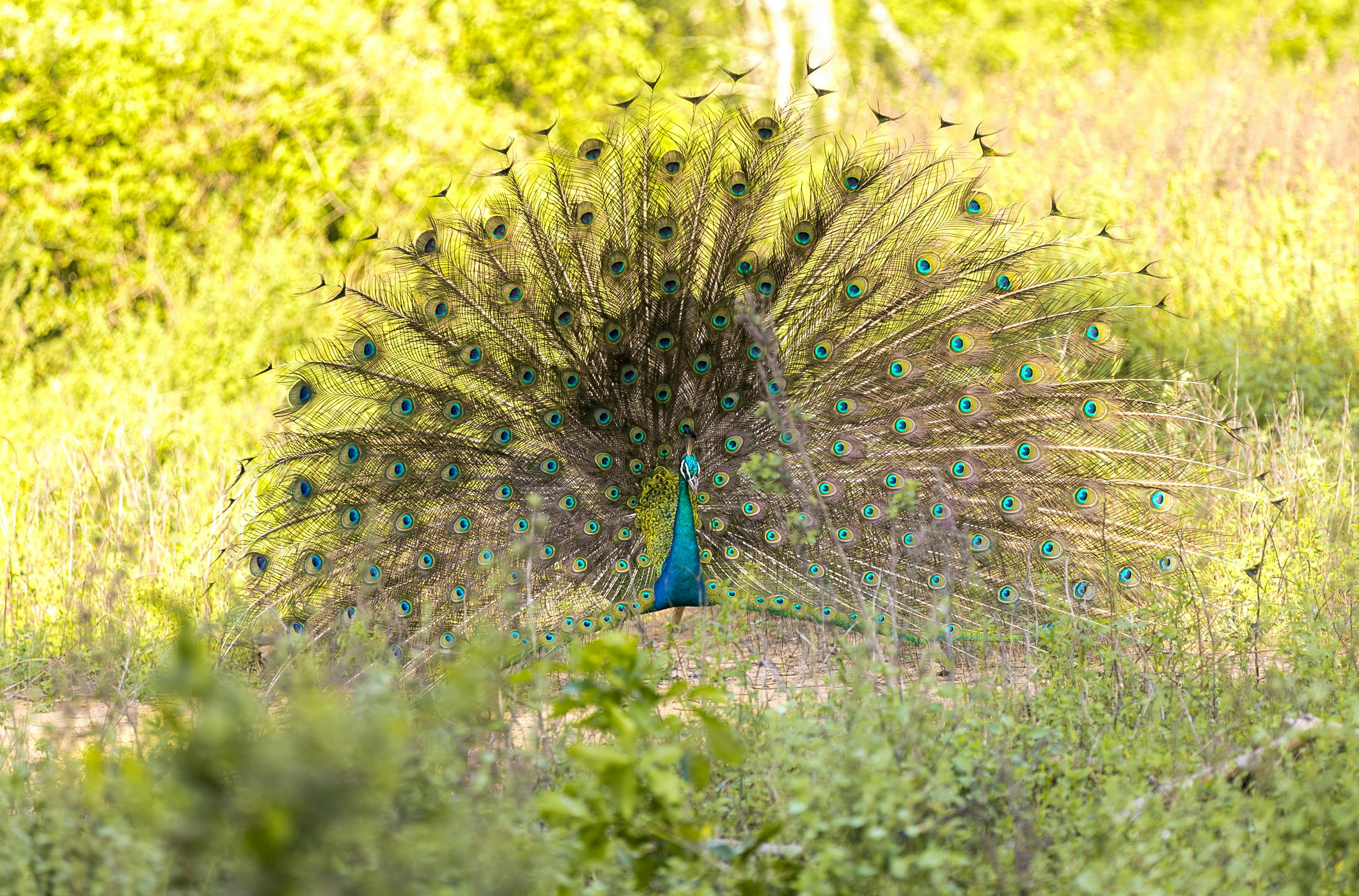 Safari im Udawalawe Nationalpark – Elefanten und andere Wildtiere beobachten