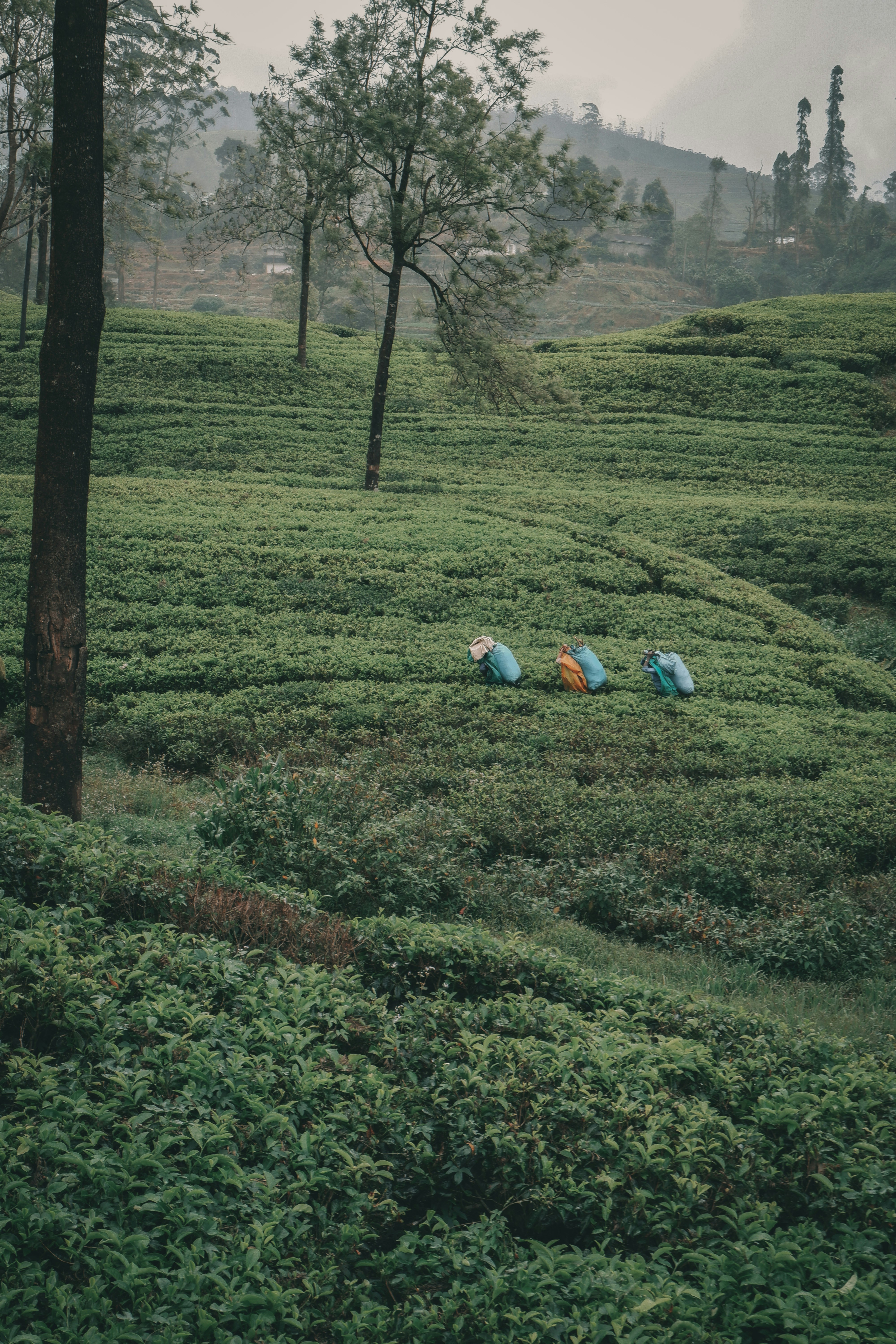 Fresh Ceylon tea being harvested in Ella tea plantations