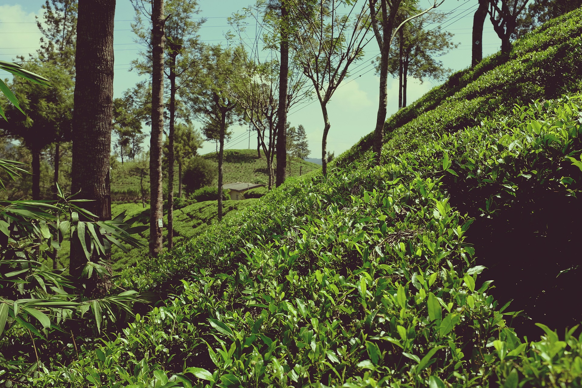 Fresh Ceylon tea being harvested in Ella tea plantations